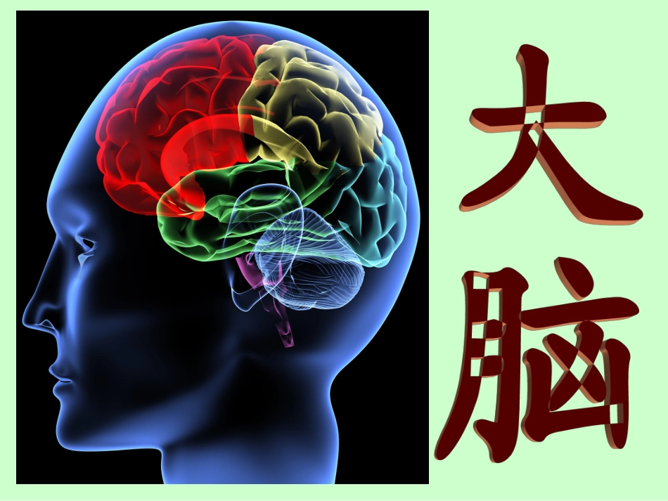 苏教版五年级科学《大脑》课件PPT_第2页