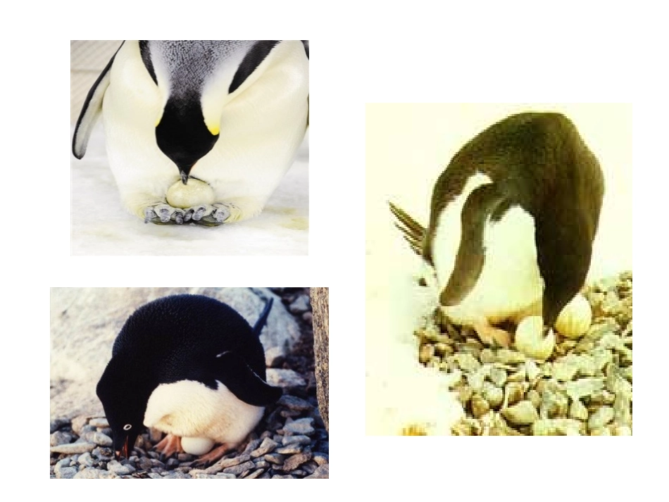 科学：小动物长大了_第3页