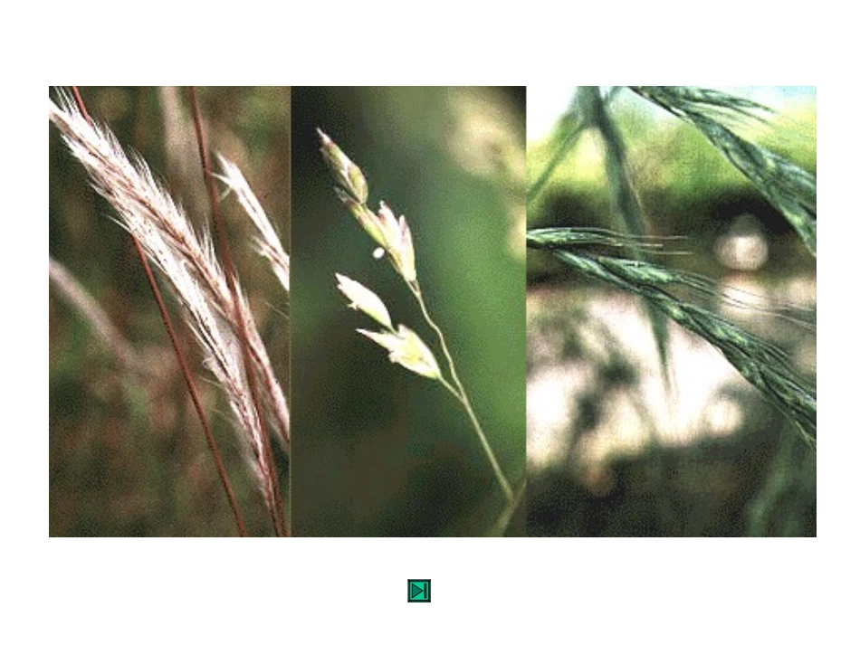 8-1-2生物对环境的适应与影响_第3页