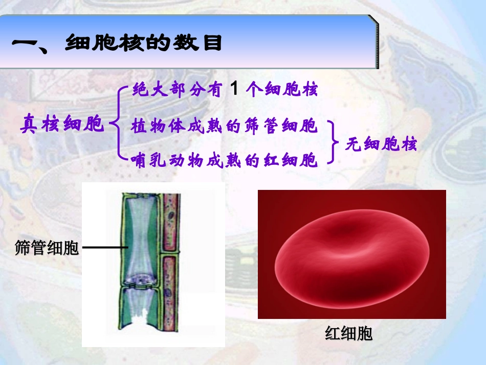 第3章第3节《细胞核系统的控制中心》_第2页