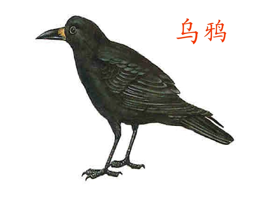 19乌鸦喝水_第3页