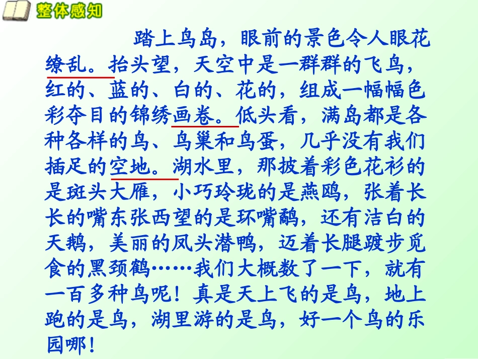（语文A版）四年级语文上册课件神奇的鸟岛2_第3页
