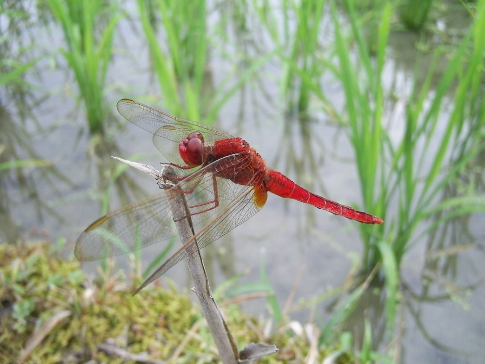 一年级语文下册第四单元_识字4课件_第2页
