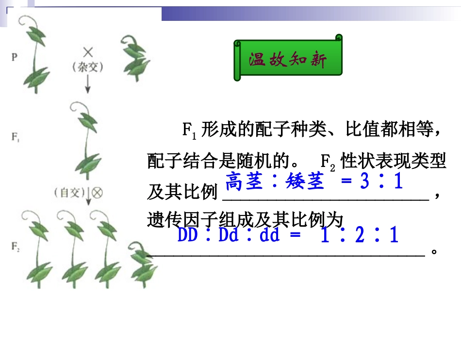 2016年秋++高二生物++人教版++必修2+++12++孟德尔的豌豆杂交实验（二）以及遗传定律中计算和解题策略+（共46张PPT）_第2页