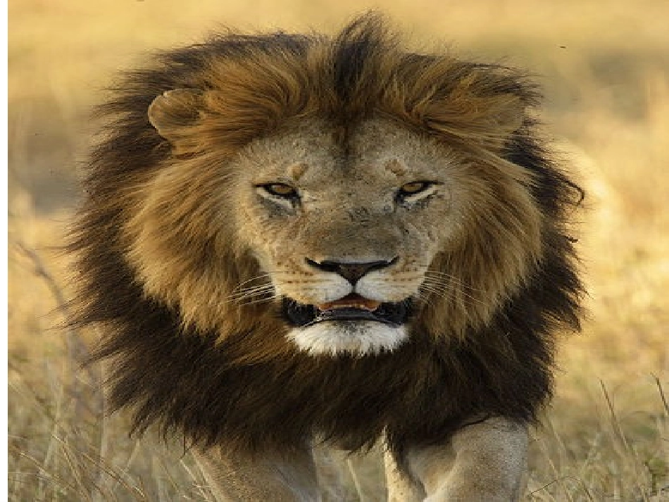 狮子和鹿 (2)_第2页