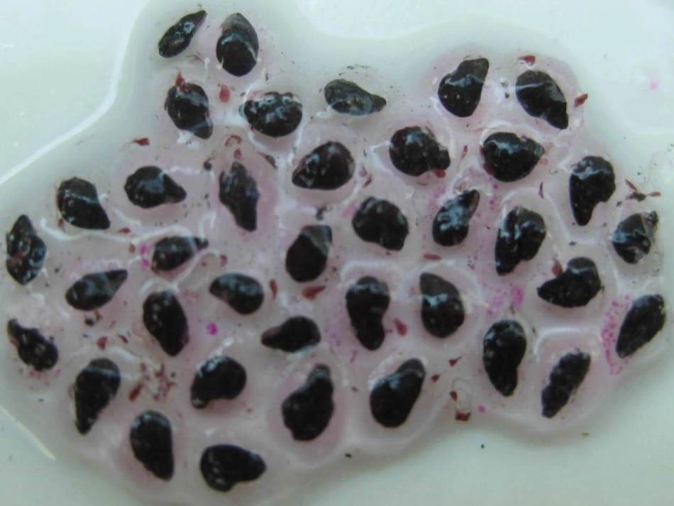 科学《小蝌蚪变青蛙》课件_第1页