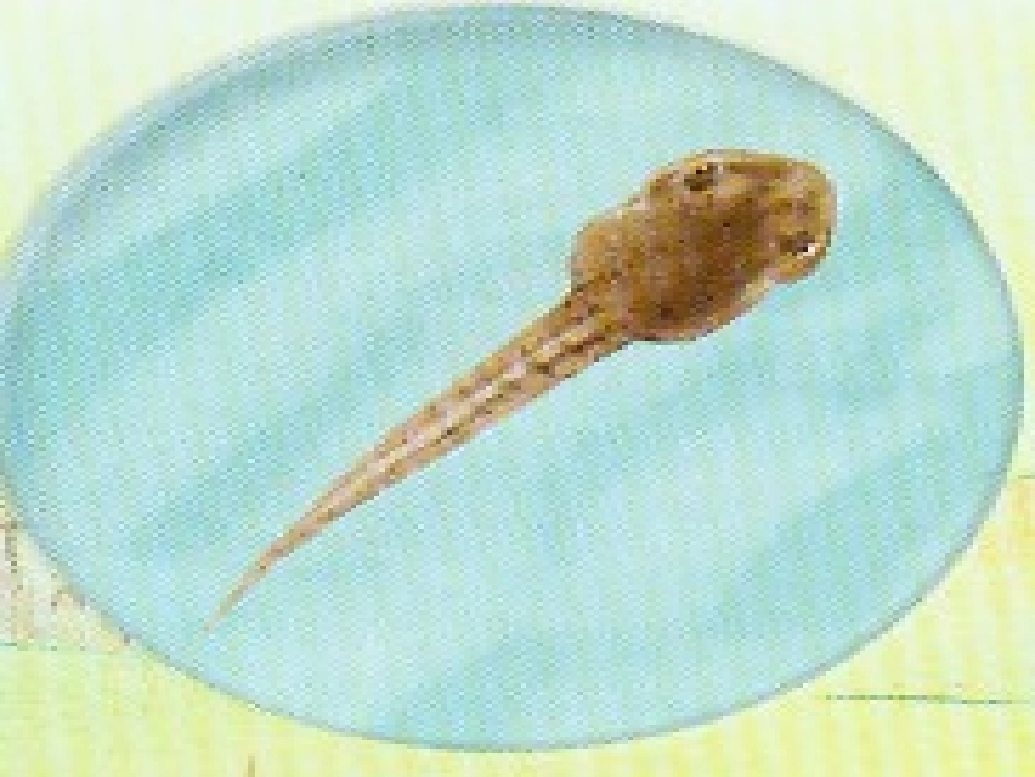 科学《小蝌蚪变青蛙》课件_第2页