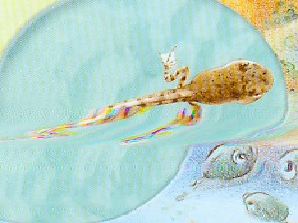 科学《小蝌蚪变青蛙》课件_第3页