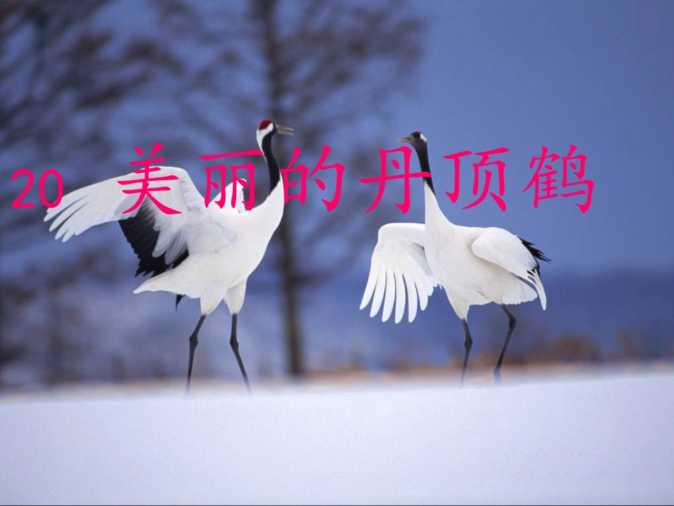 美丽的丹顶鹤(2)_第2页