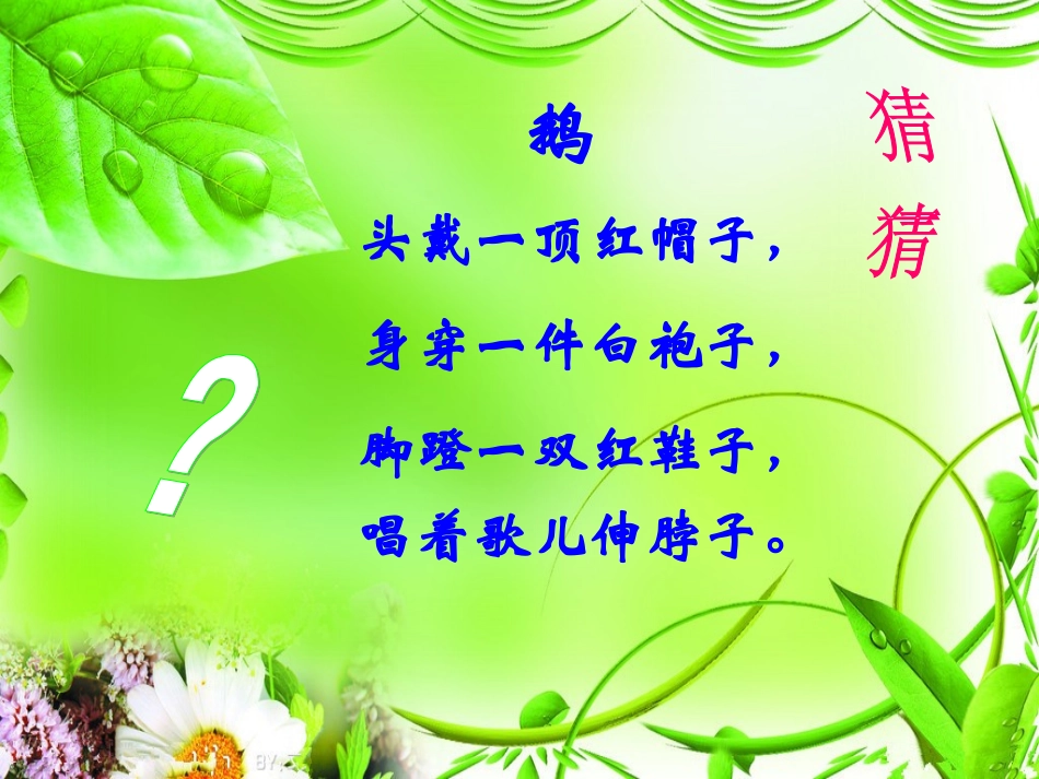 数鸭子付亚曦1_第2页