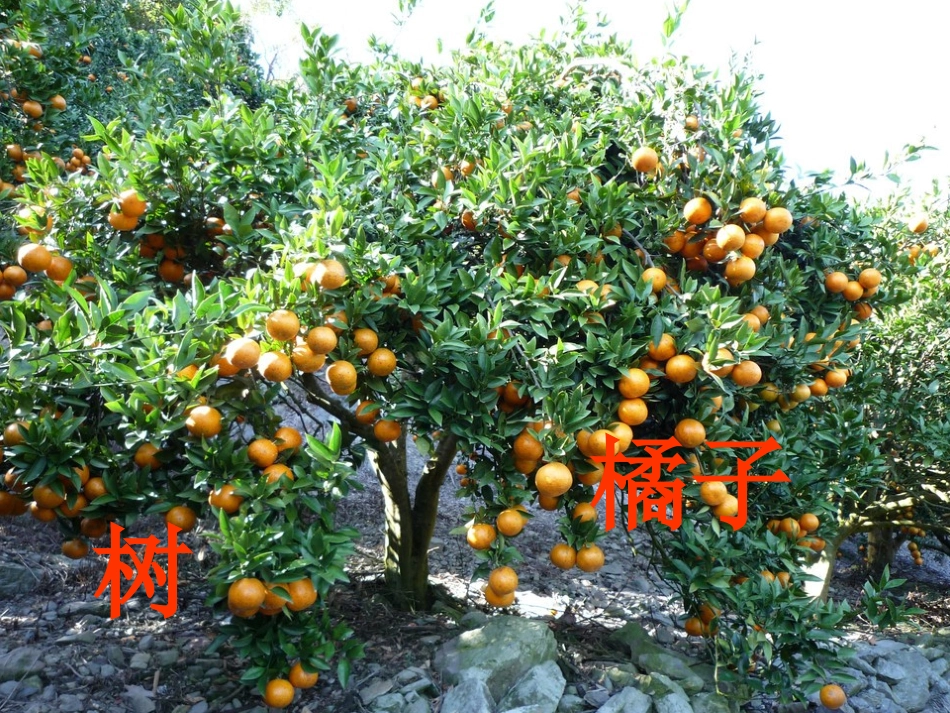 中班科学：各种各样的树_第3页
