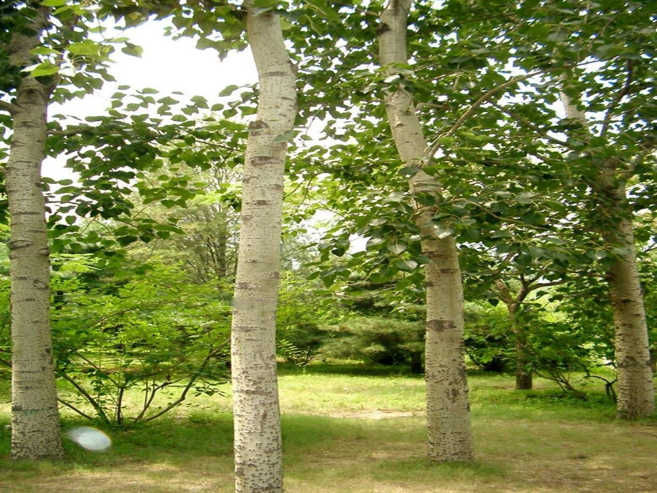 认识身边的树课件 (2)_第2页