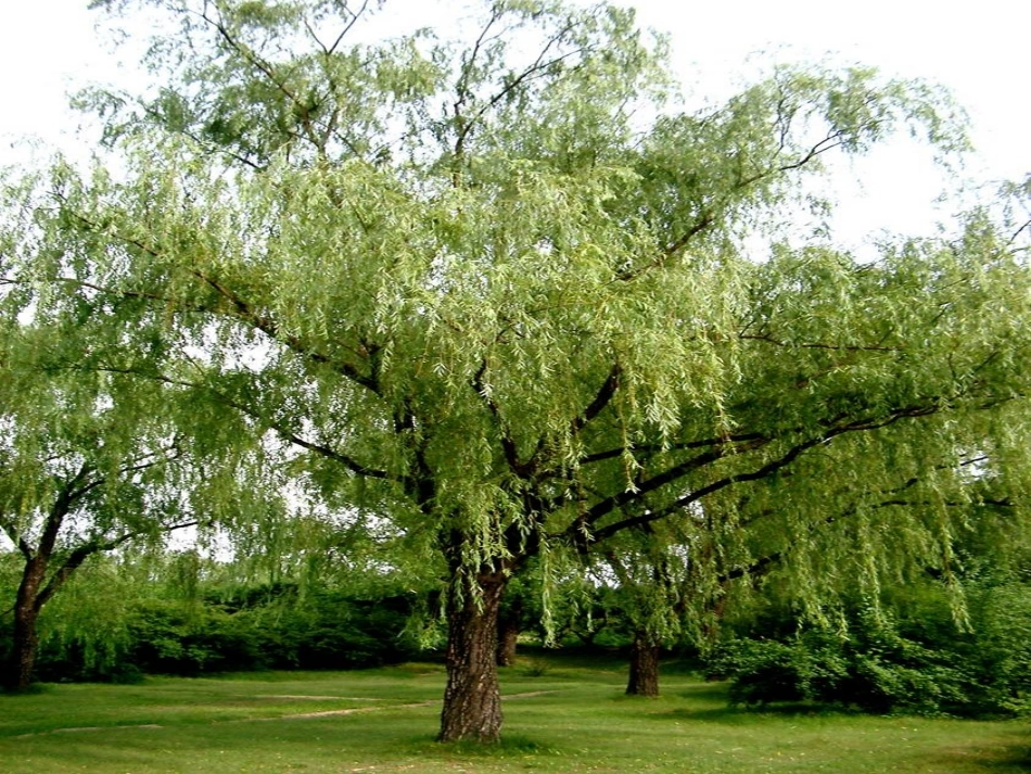 认识身边的树课件 (2)_第3页