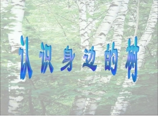 认识身边的树课件 (2)