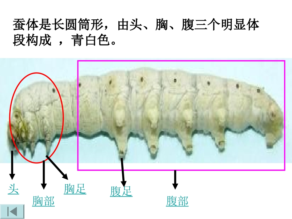 蚕的生长变化 (2)_第3页