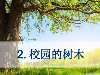 校园的树木课件