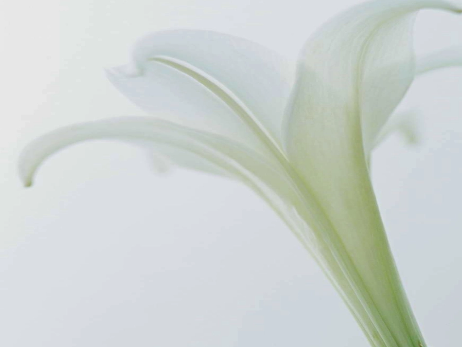 百合花开课件_第1页