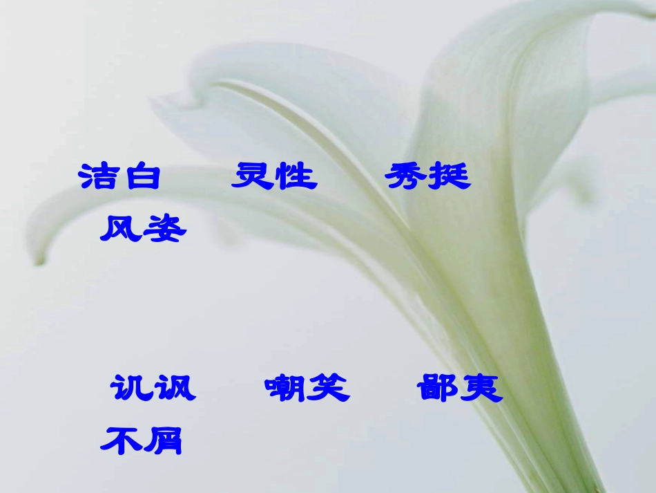 百合花开课件_第3页