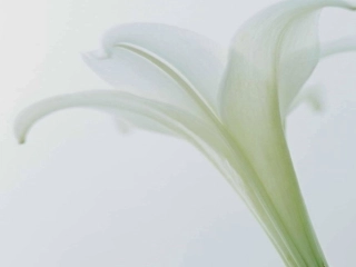 百合花开课件