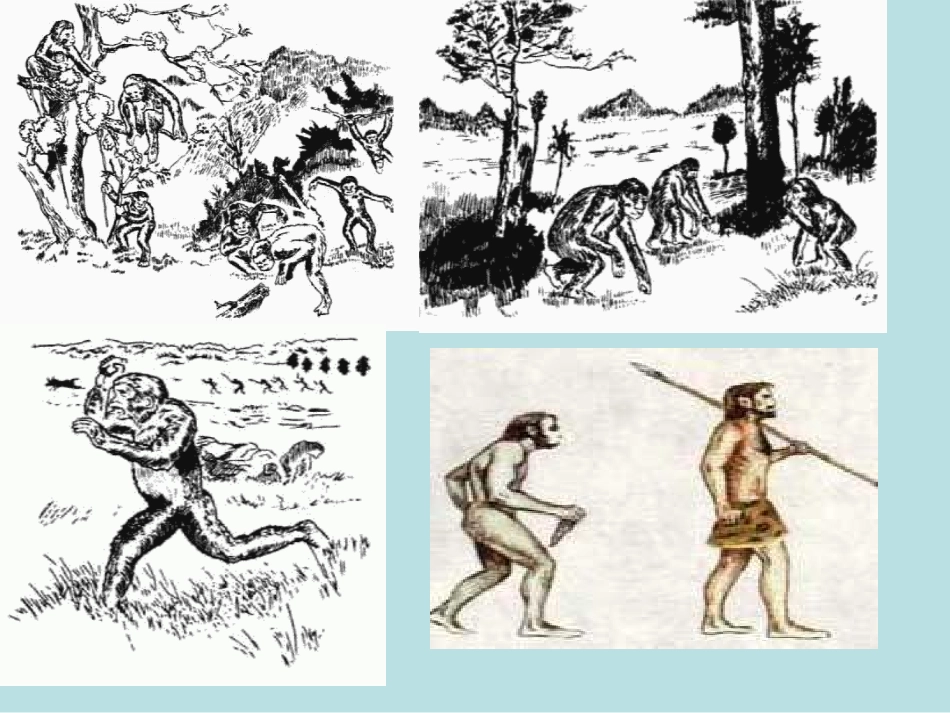 我们的祖先课件 (2)_第3页