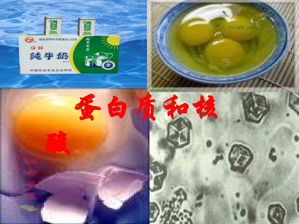 高二化学选修5第四章第三节蛋白质和核酸(共2课时)课件_第1页