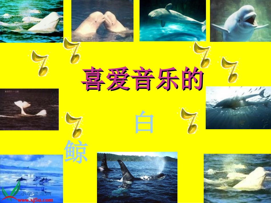 喜爱音乐的白鲸_第2页