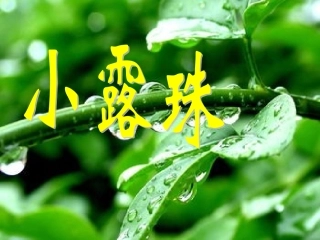 小露珠 (2)