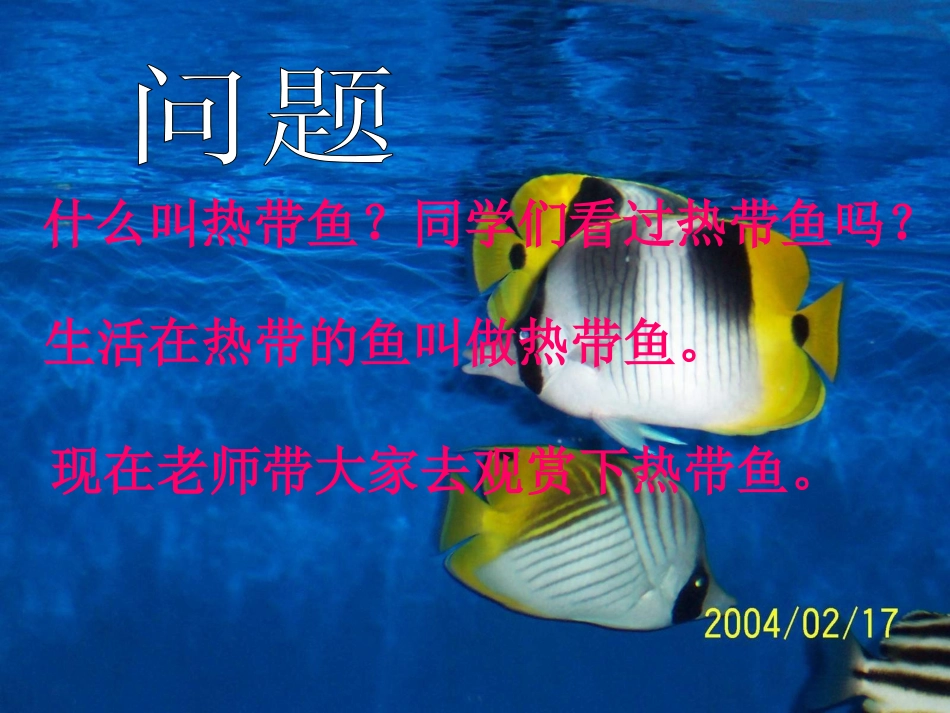 《热带鱼》课件_第2页
