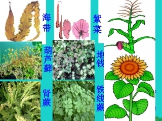 藻类_苔藓和蕨类植物