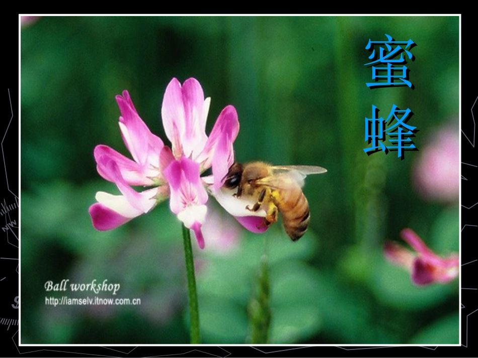 蜜蜂qiwl_第1页