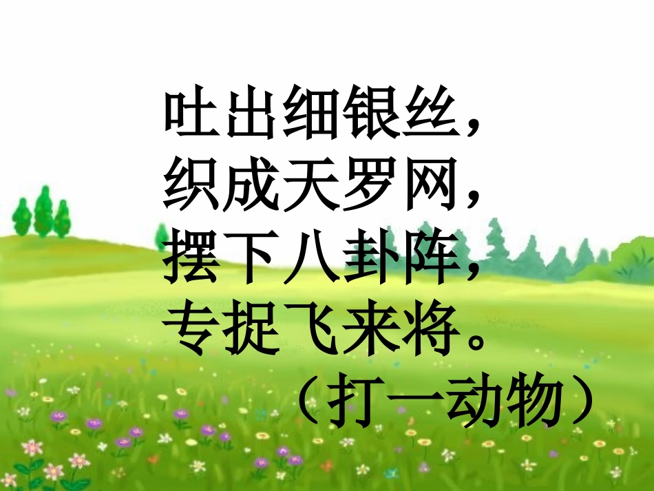 蜘蛛ppt课件_第1页