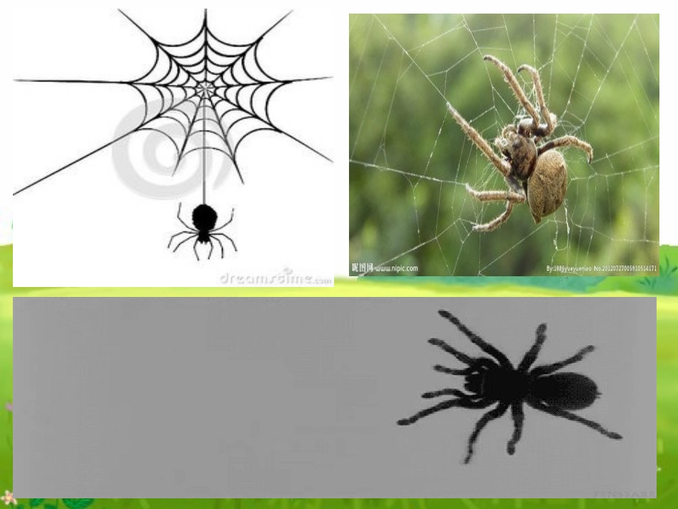 蜘蛛ppt课件_第2页