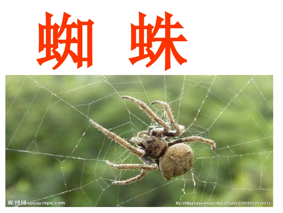蜘蛛ppt课件_第3页