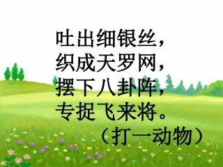 蜘蛛ppt课件