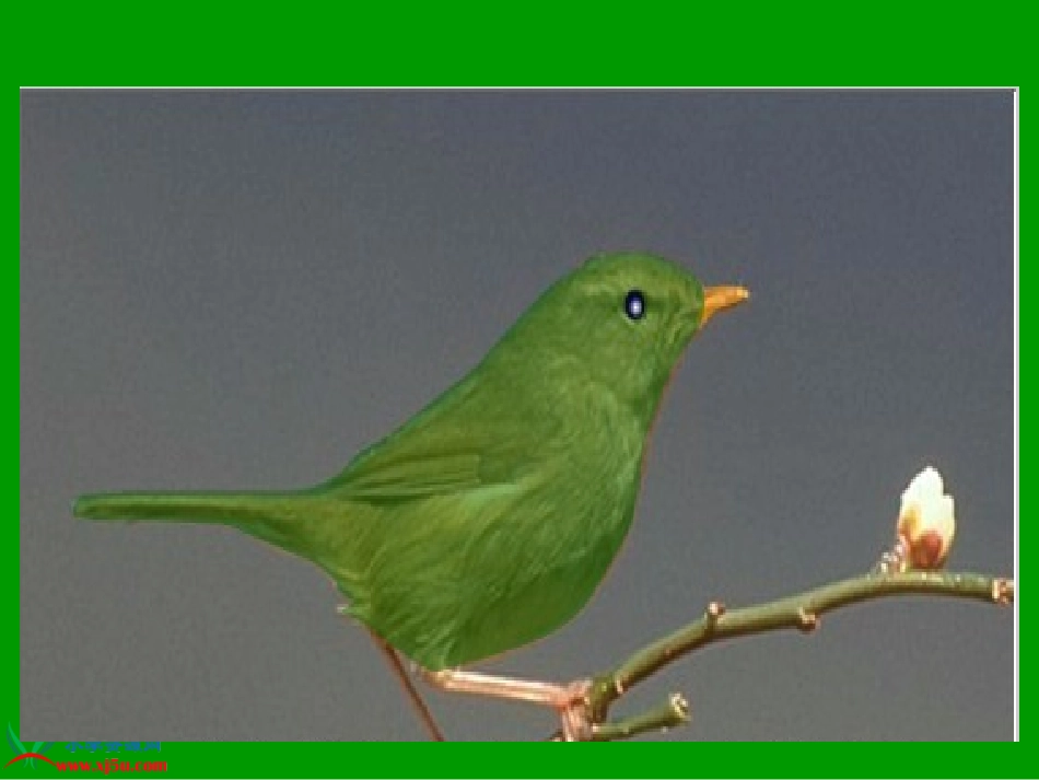 （苏教版）一年级语文下册课件放小鸟1_第3页