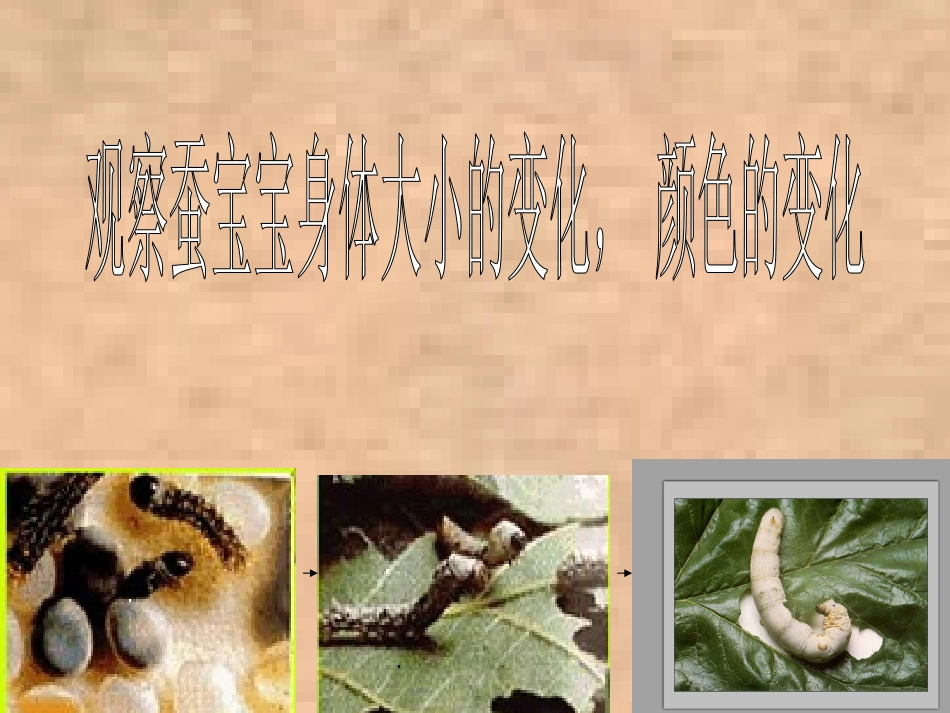 （苏教版）四年级科学下册课件21我们来养蚕(1)_第2页