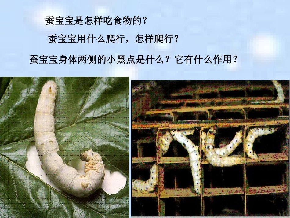 （苏教版）四年级科学下册课件21我们来养蚕(1)_第3页
