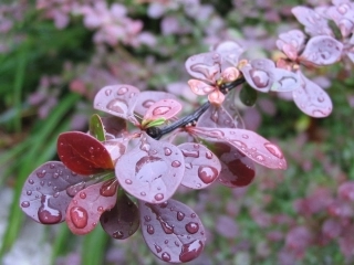 雨点儿第一课时