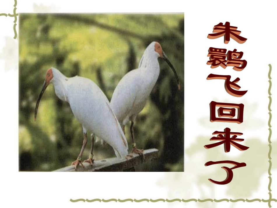 朱鹮飞回来了PPT_第1页