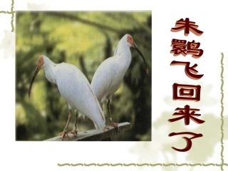 朱鹮飞回来了PPT