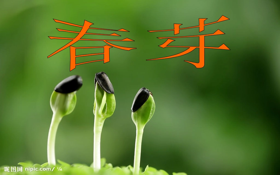 2015春三年级语文下册《春芽》课件1长春版_第1页