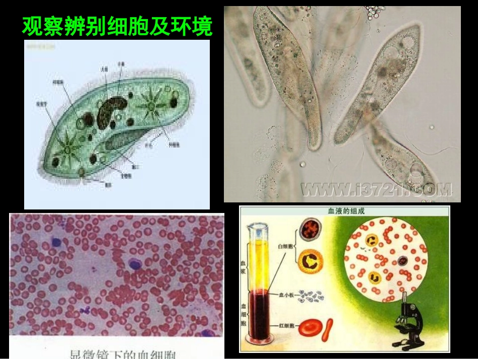 必修3第1章第一节细胞生活的环境（新14下）_第2页