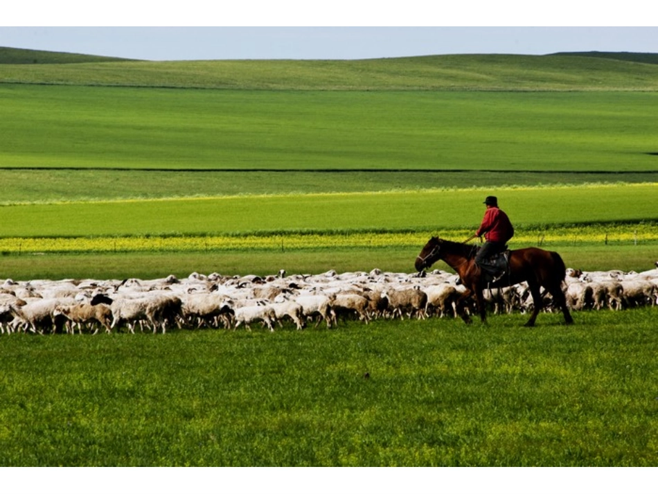 草原就是我的家_第3页