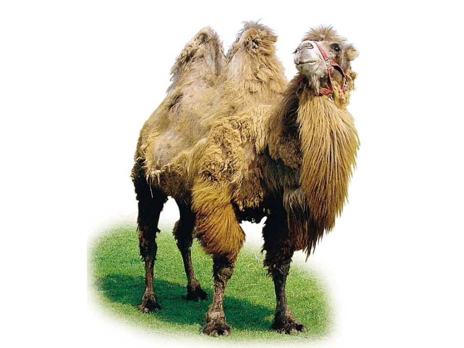 找骆驼 (4)_第2页