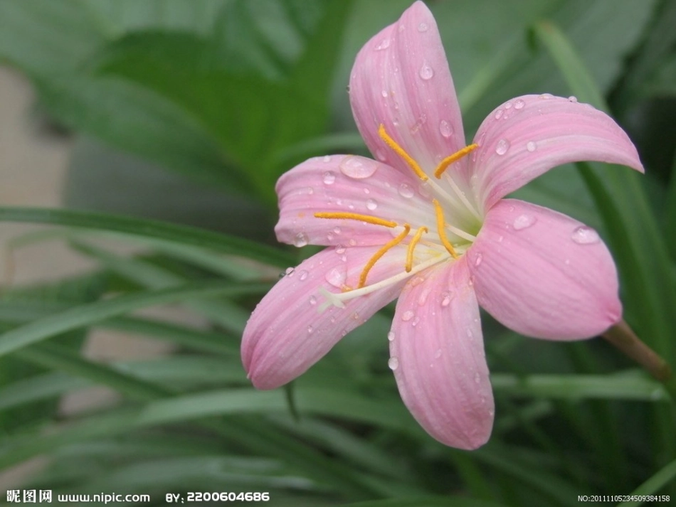 《花钟》(3)_第3页