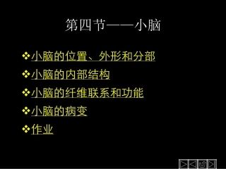 第四节——小脑