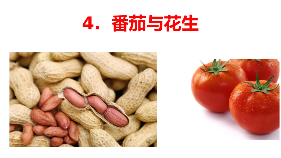 4番茄与花生_第1页