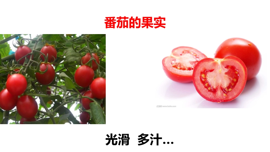 4番茄与花生_第2页