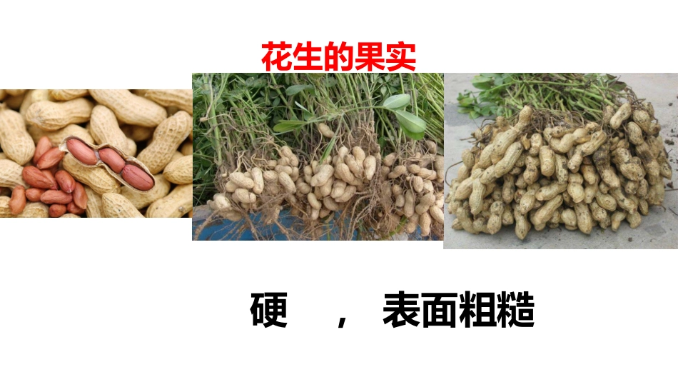 4番茄与花生_第3页