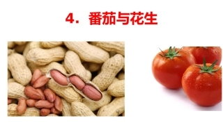 4番茄与花生